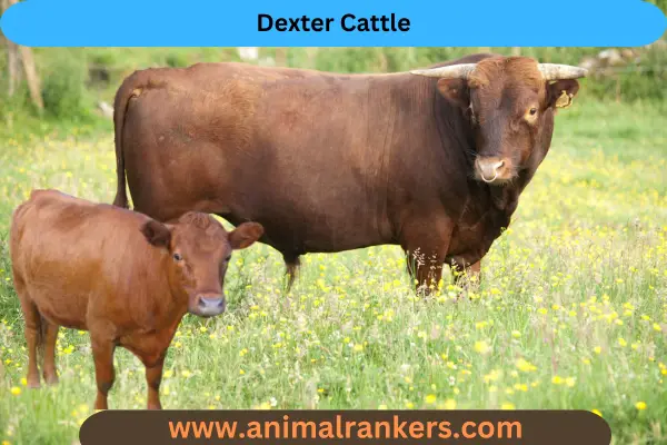 Dexter Cattle bull in green grass cattle daily 