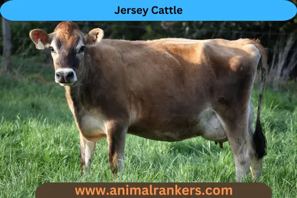 Jersey Cattle for small farms cattle daily