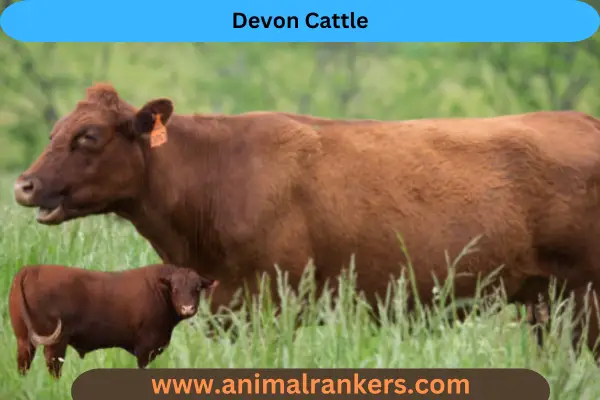 Devon breed for small farm Cattle daily 