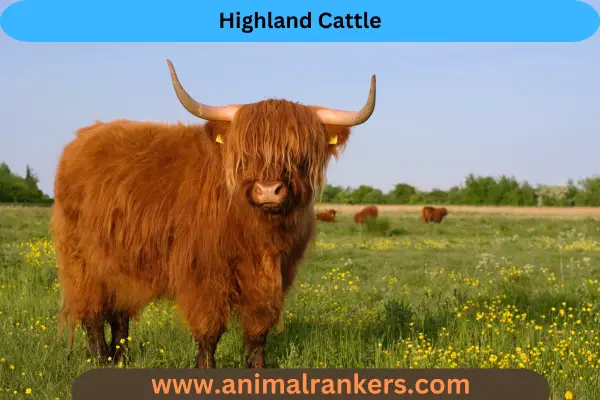 Highland Cattle daily for small farms 