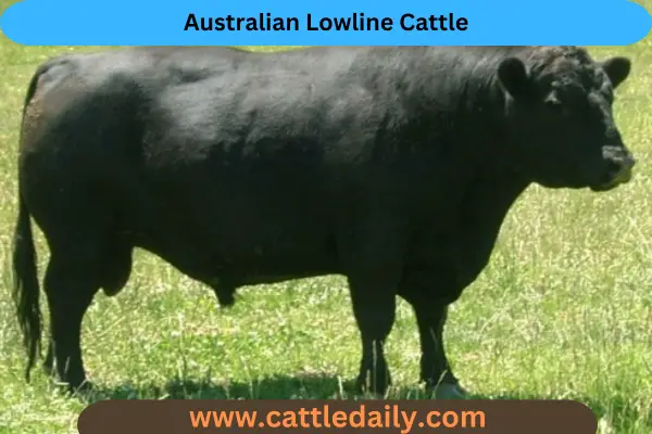 Australian Lowline Cattle