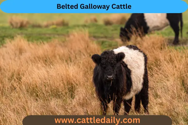 Belted Galloway Cattle breed for small farms daily cattle