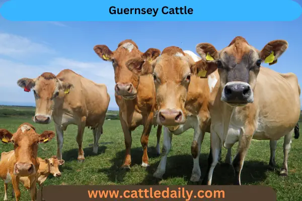 Guernsey Cattle daily