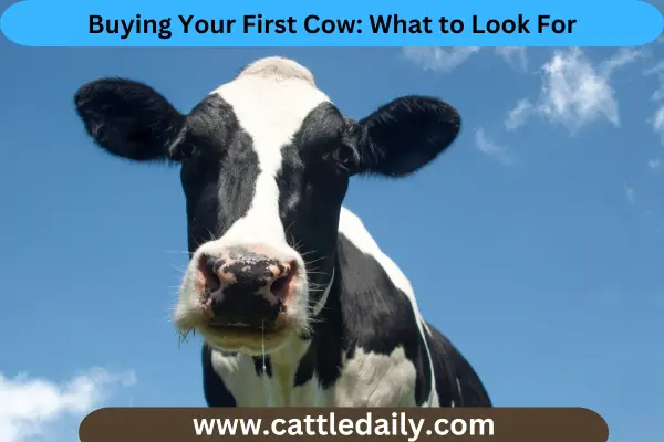 Buying Your First Cow cattle daily