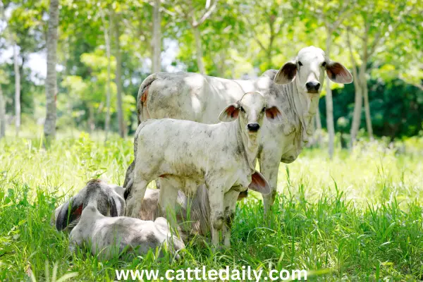 daily cattle Guide to Raising Cattle