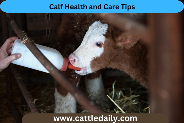 Calf Health and Care Tips cattledaily
