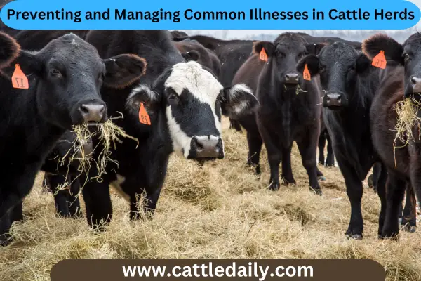 Managing Common Illnesses in Cattle Herds daily cattle