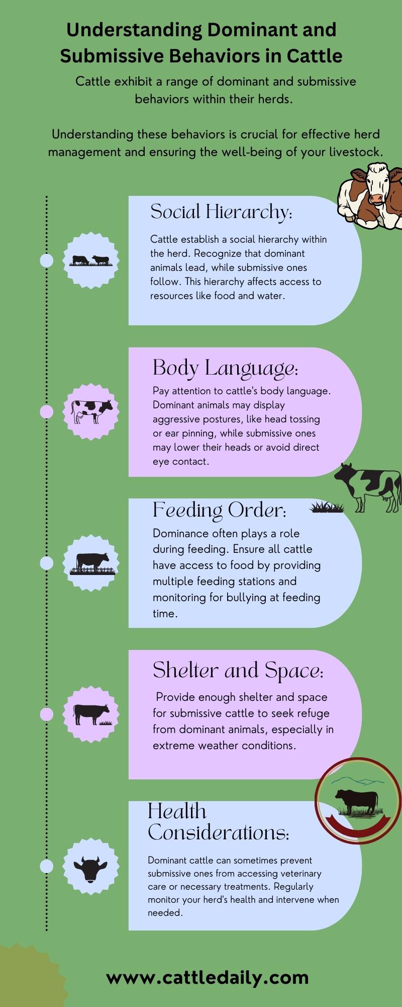 Understanding Dominant and Submissive Behaviors in Cattle infographic