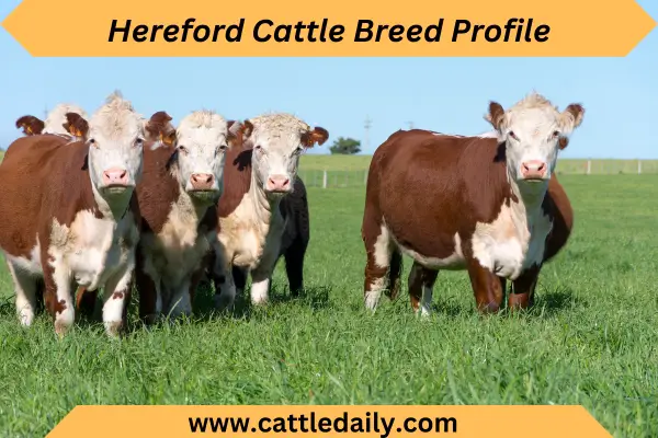 Hereford Cattle Breed