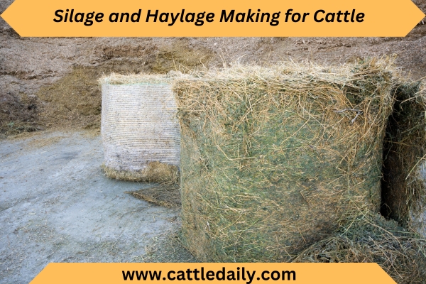 Silage and Haylage Making for Cattle