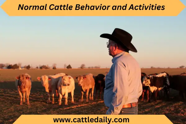 cowboy farmer herding cattle in field