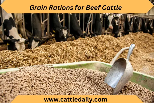Grain Rations for Beef Cattle