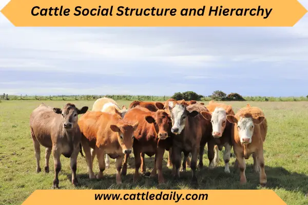 cattle herd togather 