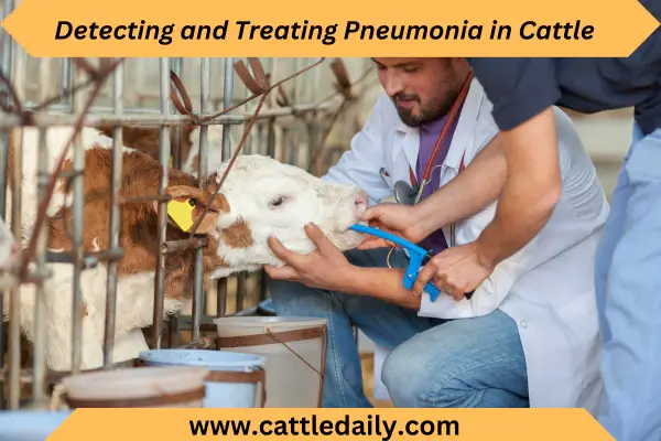 doctor treating cattle