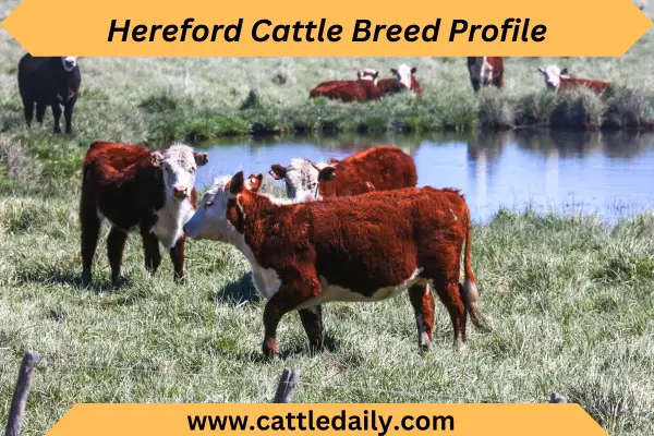 Hereford Cattle calf standing in grass