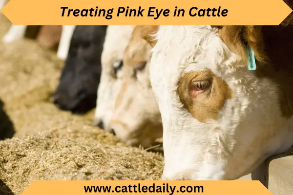 treating Pink eye for free cattle daily 