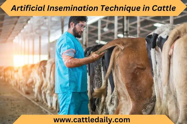 Rectal examination of cow