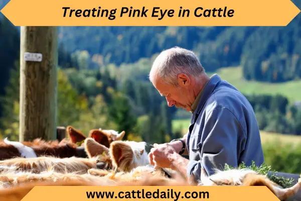 Injection into cattle herd cattle daily