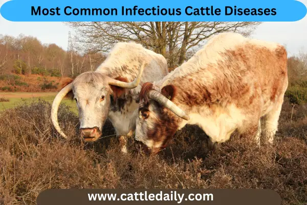 Most Common Infectious Cattle Diseases cattledaily.com