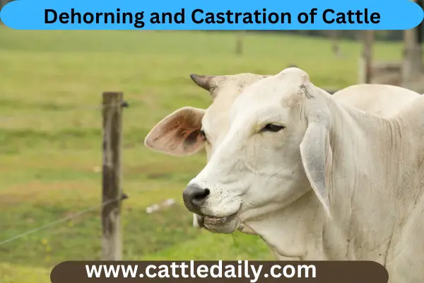 headshot of dehorn cattle 