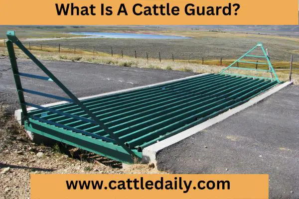 What is a Cattle Guard
