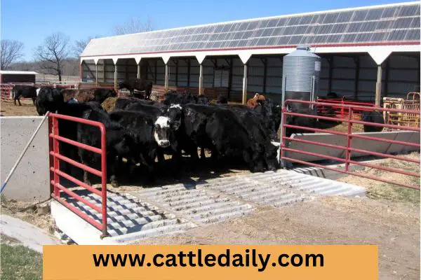 How cattle grid works