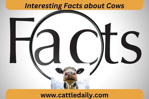 cow facts