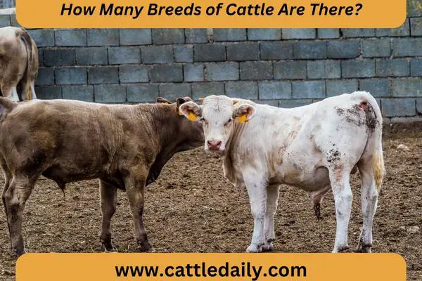 cattle cows farming