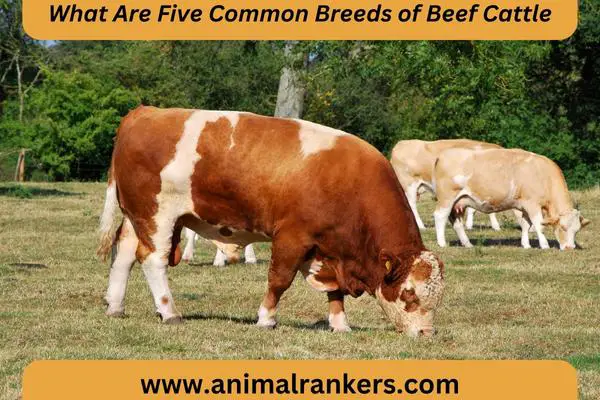 Simmental Cattle