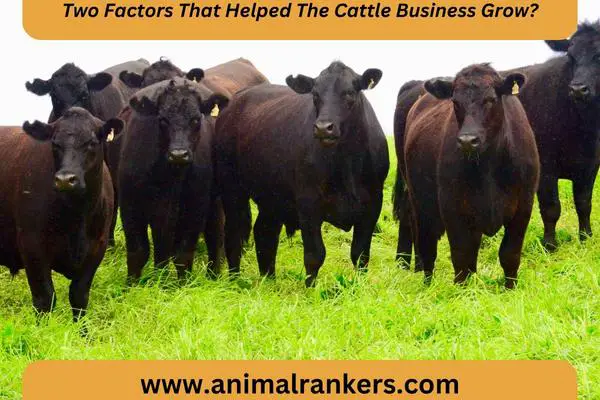 cattle farming