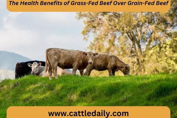 cattle eating green grass