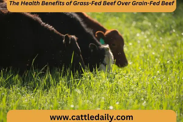 cattle grass land eating