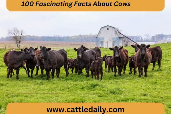 cows grazing in field