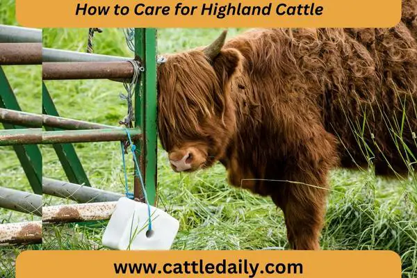 highland cattle scrubbing head with fence