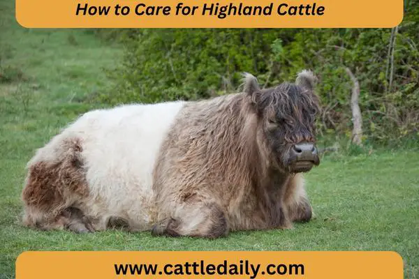 highland cow breed