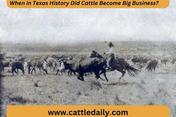 texas cowboy on horseback