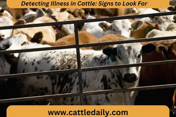 cattle in crowded pen