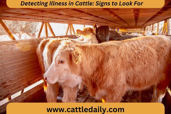 sick cattle in cattle truck
