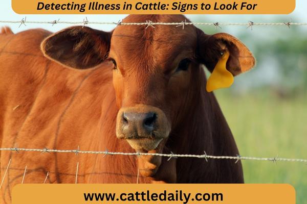 sick cattle isolated