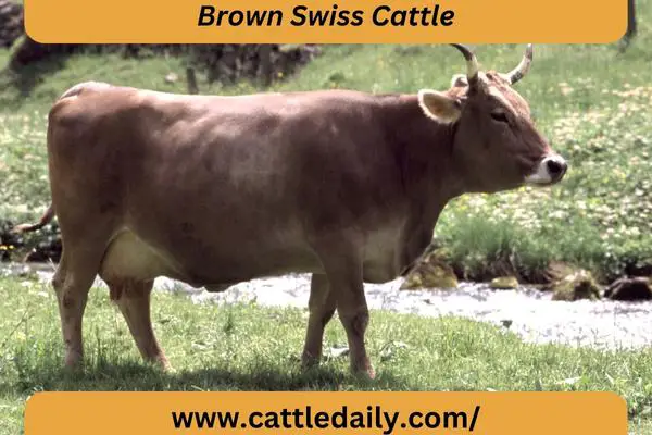 Swiss Cattle in fields