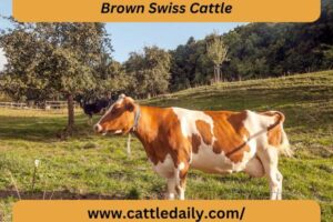 Brown Swiss Cattle: Origin, Characteristics, Uses, Advantages and