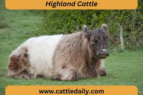 Highland Cattle cow breed