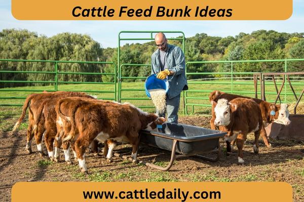 man pouring gain into feed bunk for calvas