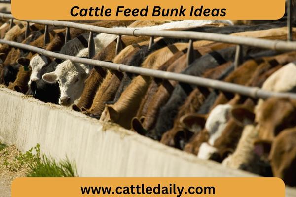 cattle feeding from trough 