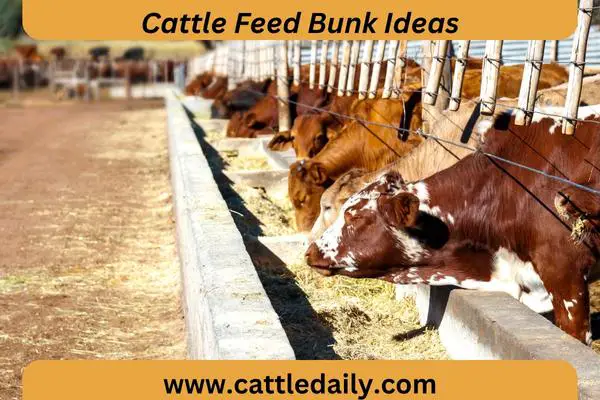 cattle feeding in farm