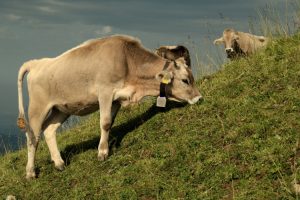 Brown Swiss Cattle: 4,000 Years of Dairy Excellence | Complete Breed Guide