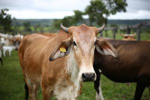 Brown Swiss Cattle: 4,000 Years of Dairy Excellence | Complete Breed Guide