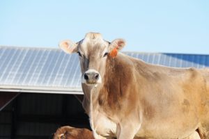 Brown Swiss Cattle: 4,000 Years of Dairy Excellence | Complete Breed Guide