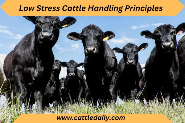 cattle handling