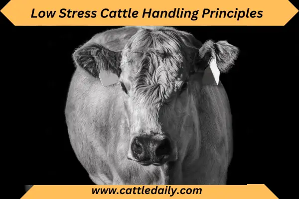 cow in low stress